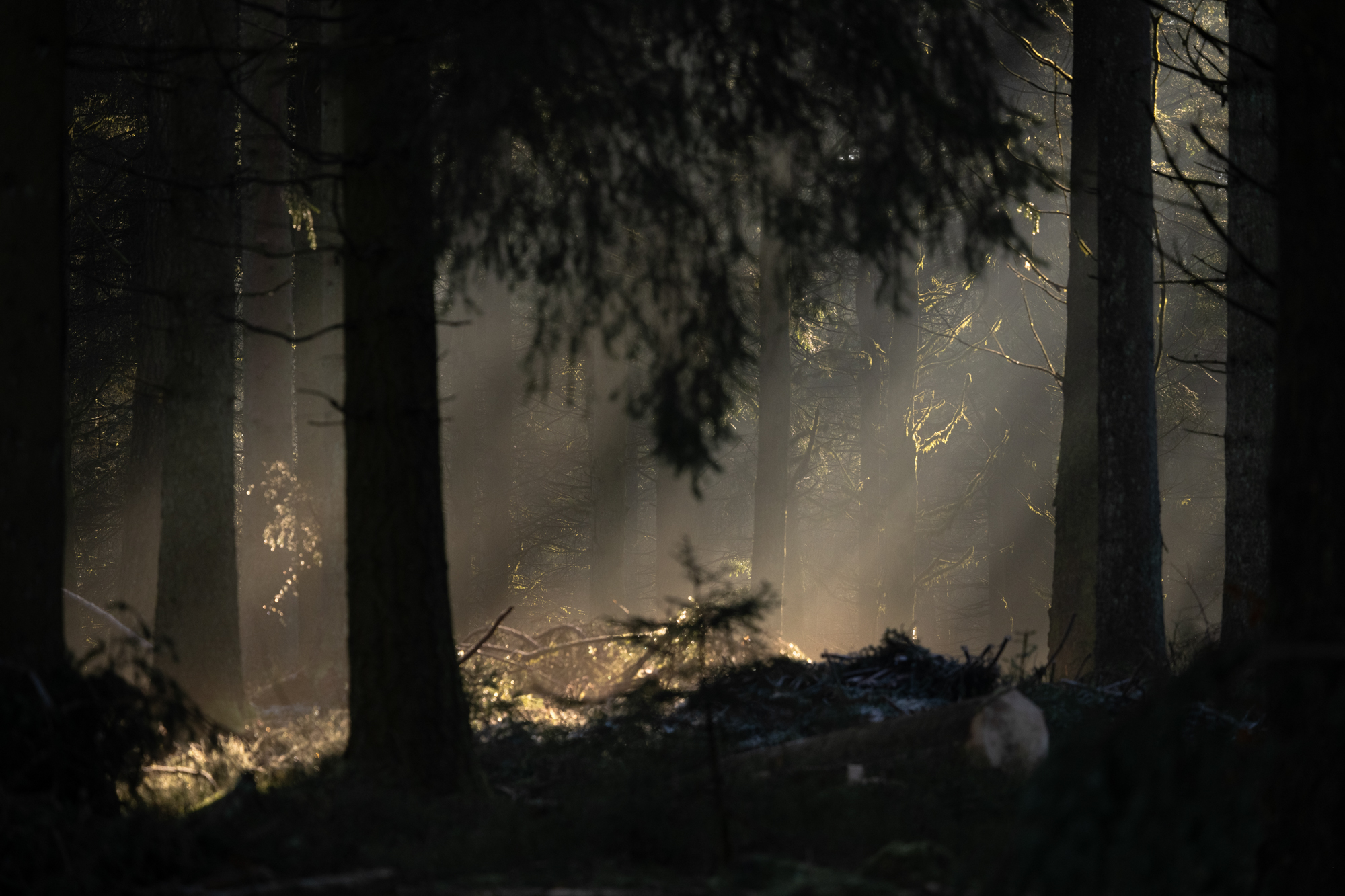 Forêt du Plateau des Tailles